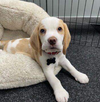 Lemon Beagle Puppies