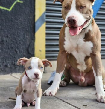 Pitbull Puppies for sale Puppies for sale