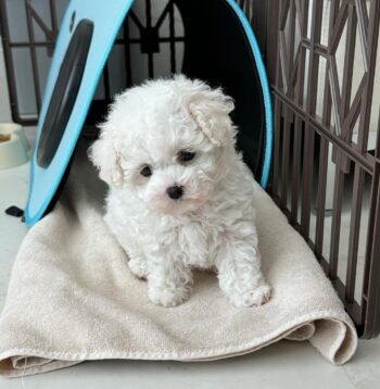 Maltese Puppies For Sale