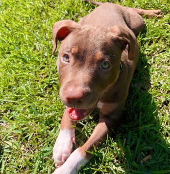 Staffordshire puppies for sale