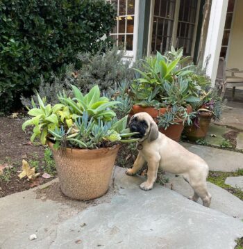 Mastiff Puppies for sale Puppies for sale