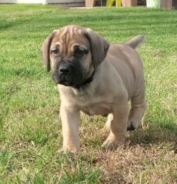 Boerboel Puppies for sale Puppies for sale