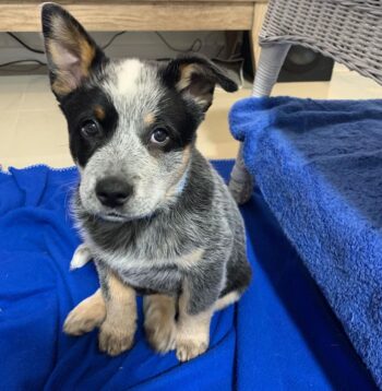 Australian Cattle Dog