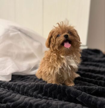 Maltipoo Puppies Near Me