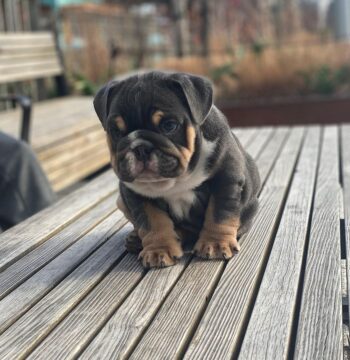 English Bulldog Puppies for sale Puppies for sale