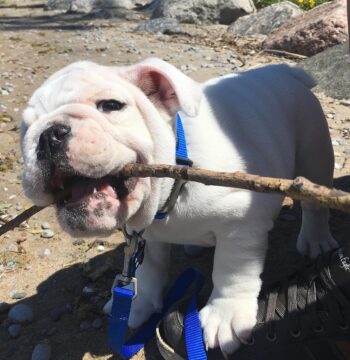 English Bulldog Puppies for sale Puppies for sale