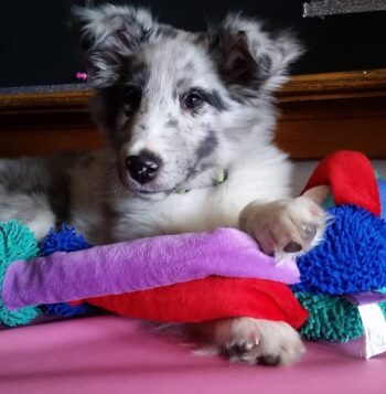 Shetland Sheepdogs for sale