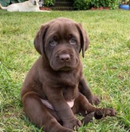 Labrador Puppies for sale Puppies for sale