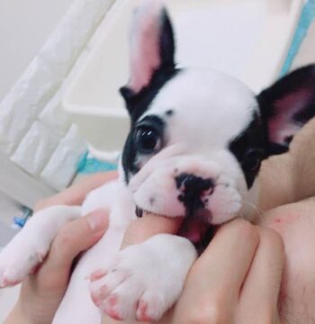 French Bulldog Puppies for sale Puppies for sale