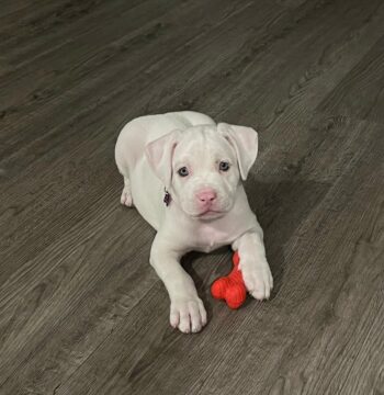 Staffordshire puppies for sale