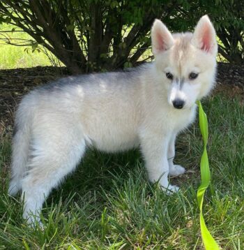 Siberian Husky Puppies for sale Puppies for sale