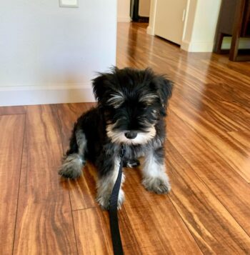 Schnauzer Puppies for sale Puppies for sale