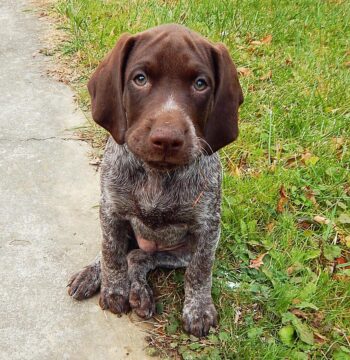 German Shorthaired Pointer