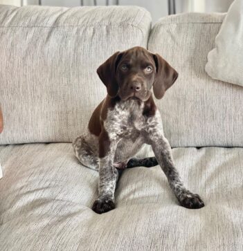 German Shorthaired Pointer