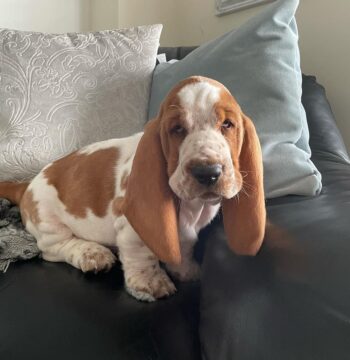 Basset Hound Puppies For Sale