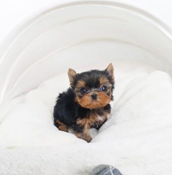 Teacup Yorkie Puppies for sale Puppies for sale