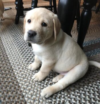 Labrador Puppies for sale Puppies for sale