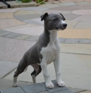 Greyhound Puppies for sale Puppies for sale