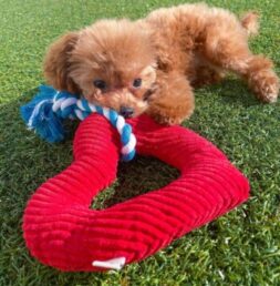 Poodle Puppies for sale Puppies for sale