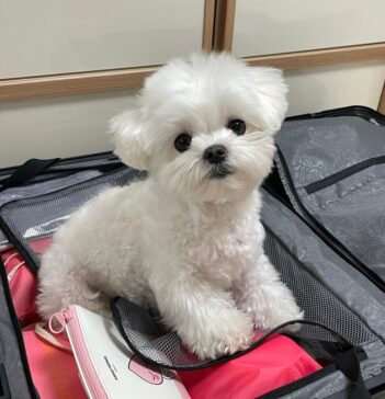 Standard Maltese Puppies