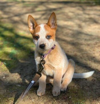 Australian Cattle Dog