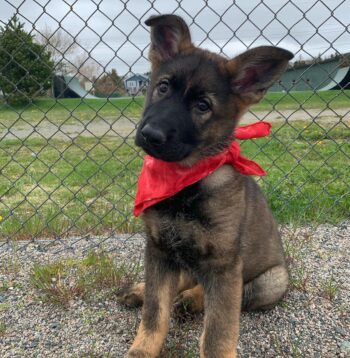 German Shepherd Puppies