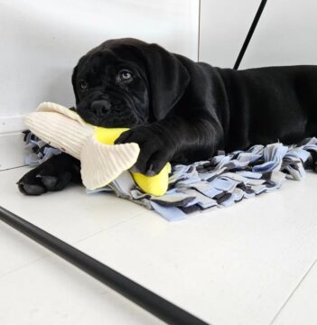 Boerboel Puppies