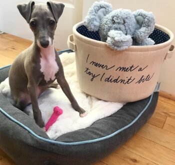 Greyhound Puppies for sale Puppies for sale