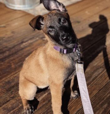 Belgian Malinois Puppies for sale Puppies for sale