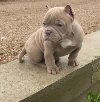 American XL Bully Puppies for sale Puppies for sale