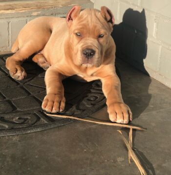 Cane Corso Puppies for sale Puppies for sale