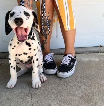 Dalmatian Puppies For Sale