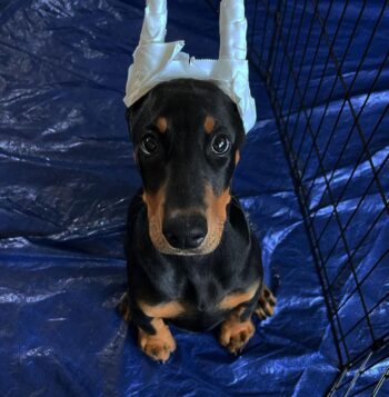 Doberman Pinscher Puppies for sale Puppies for sale