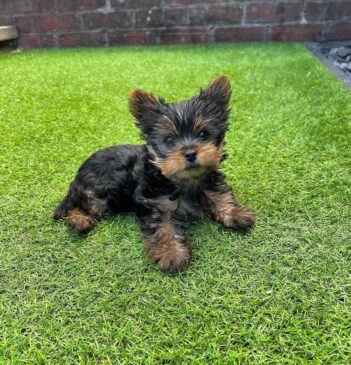 Yorkie Puppies for sale Puppies for sale