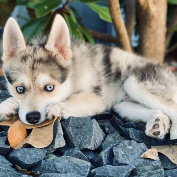 Pomsky Puppies for sale