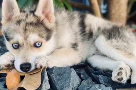 Pomsky Puppies for sale