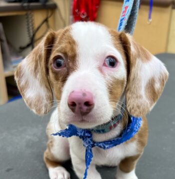 Dachshund Puppies For Sale