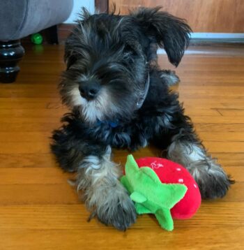 Mini Schnauzer Puppies