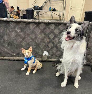 Border Collie Puppies