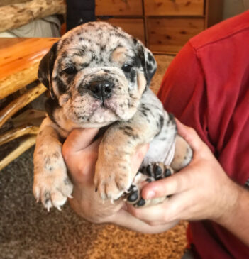 English Bulldog Puppies for sale Puppies for sale