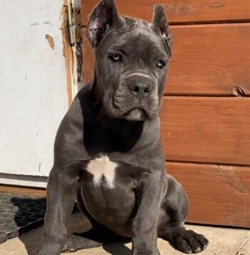 Cane Corso Puppies for sale Puppies for sale