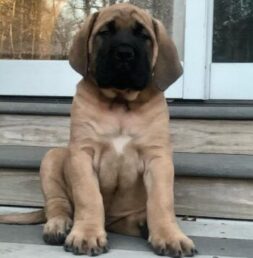 Mastiff Puppies for sale Puppies for sale