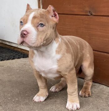 American XL Bully Puppies for sale Puppies for sale