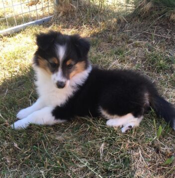 Shetland Sheepdogs for sale