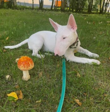 Bull Terrier Puppies for sale Puppies for sale