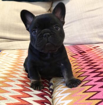 French Bulldog Puppies for sale Puppies for sale