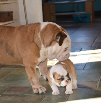 English Bulldog Puppies for sale Puppies for sale