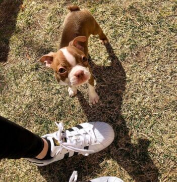 Boston Terrier Puppies for sale Puppies for sale