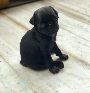 Pug Puppies for sale Puppies for sale