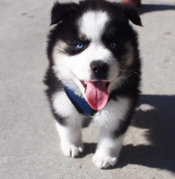 Pomsky Puppies for sale